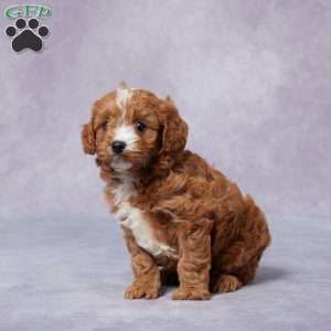 Holly, Cavapoo Puppy